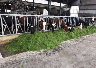 rundveehouderij5.jpg rundveehouderij5.jpg